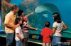 Dugong Discovery opens this Christmas